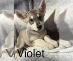 Puppy 3 German Shepherd Dog-Siberian Husky Mix