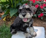 Puppy Micah Schnauzer (Miniature)