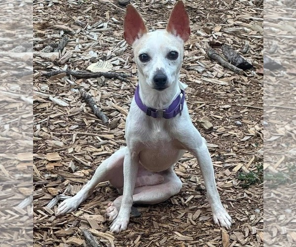 Medium Photo #1 Italian Greyhuahua Puppy For Sale in Princeton, MN, USA