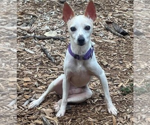 Italian Greyhuahua Dogs for adoption in Princeton, MN, USA