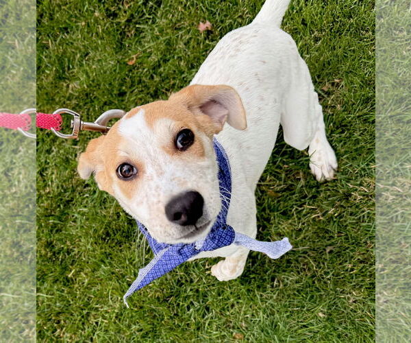 Medium Photo #2 Catahoula Leopard Dog Puppy For Sale in GILBERTS, IL, USA
