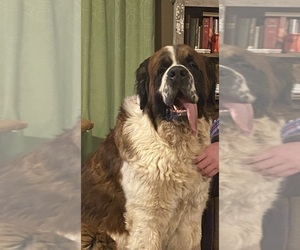 Father of the Saint Bernard puppies born on 05/06/2025