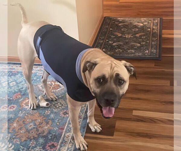 Medium Photo #10 Mastiff-Unknown Mix Puppy For Sale in Crete, IL, USA