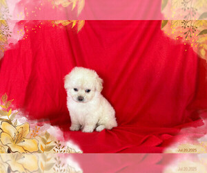 Maltipoo Puppy for sale in SAN FRANCISCO, CA, USA