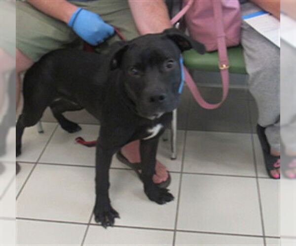 Medium Photo #1 Mutt Puppy For Sale in Derwood, MD, USA