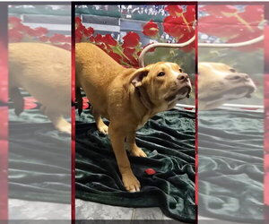 Beabull Dogs for adoption in Aurora, IN, USA