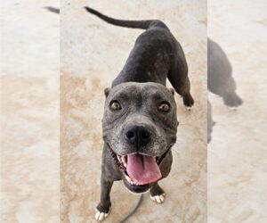 American Pit Bull Terrier-Unknown Mix Dogs for adoption in Lakewood, CO, USA