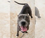 Small American Pit Bull Terrier Mix