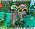 Small Photo #3 American Pit Bull Terrier Puppy For Sale in West Palm Beach, FL, USA