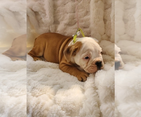 Medium Photo #26 English Bulldog Puppy For Sale in ALBUQUERQUE, NM, USA