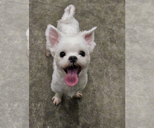 Maltese Dogs for adoption in Agoura Hills, CA, USA