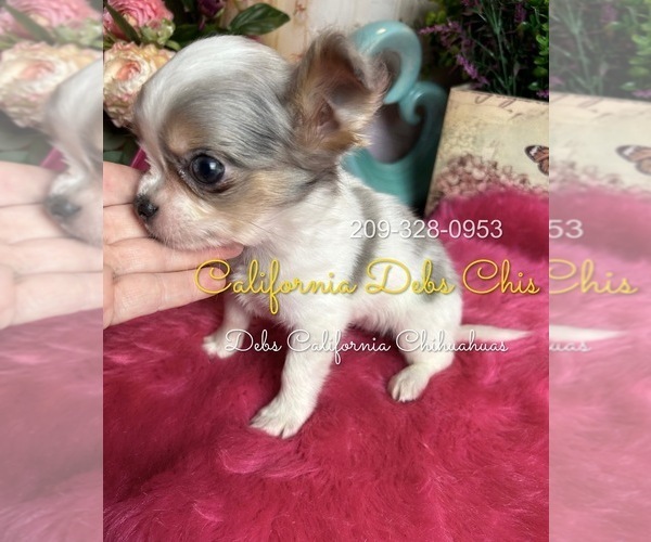 Medium Photo #3 Chihuahua Puppy For Sale in TRACY, CA, USA