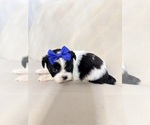 Puppy 2 Shih Tzu