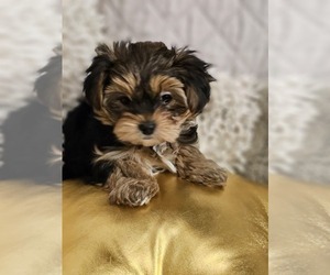 Yorkshire Terrier Puppy for sale in SALEM, OR, USA