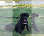 Small Photo #1 Cane Corso Puppy For Sale in MOORESVILLE, IN, USA