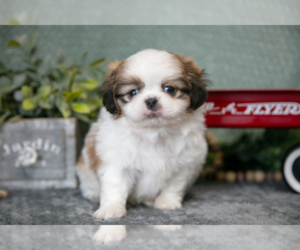 Medium Photo #9 Shih Tzu Puppy For Sale in CLARE, MI, USA