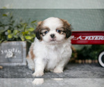 Small #1 Shih Tzu