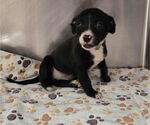 Small #2 Labrador Retriever Mix