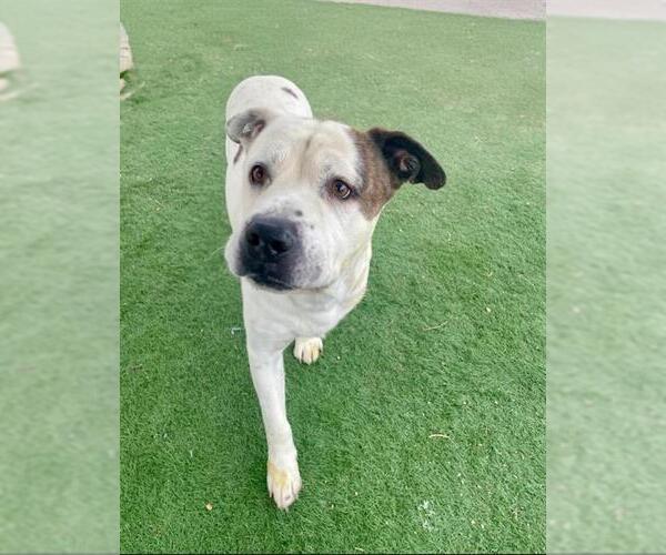 Medium Photo #1 American Bulldog-Unknown Mix Puppy For Sale in HESPERIA, CA, USA