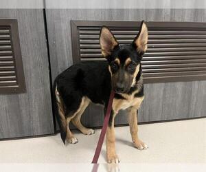 German Shepherd Dog Dogs for adoption in Corona, CA, USA