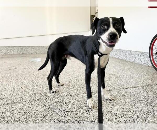Medium Photo #1 Boglen Terrier Puppy For Sale in Riverside, CA, USA