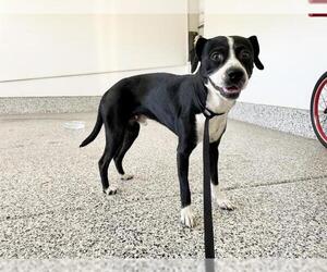 Boglen Terrier Dogs for adoption in Riverside, CA, USA