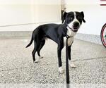 MISTER JACK - Male Boglen Terrier Dog for Adoption - Small photo