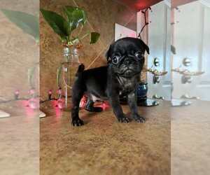 Pug Puppy for sale in ROUND ROCK, TX, USA