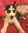 Small Photo #1 Siberian Husky Puppy For Sale in INMAN, SC, USA