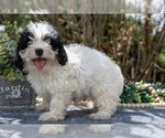 Small #1 Cavapoo