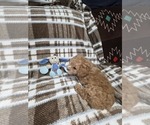 Small Photo #10 Poodle (Toy) Puppy For Sale in DENVER, CO, USA