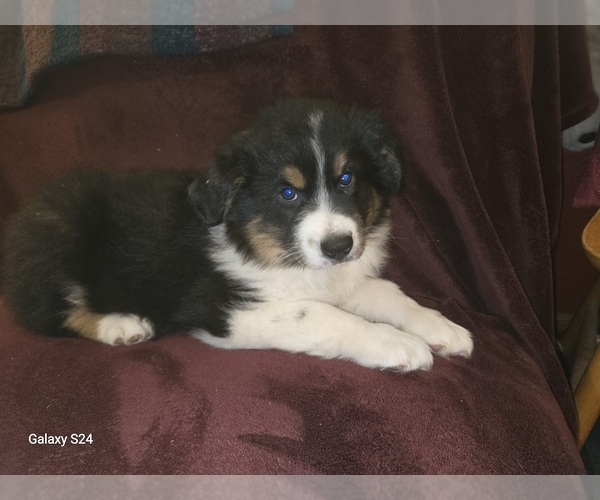 Medium Photo #1 Australian Shepherd Puppy For Sale in DUVALL, WA, USA