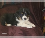 Small Australian Shepherd