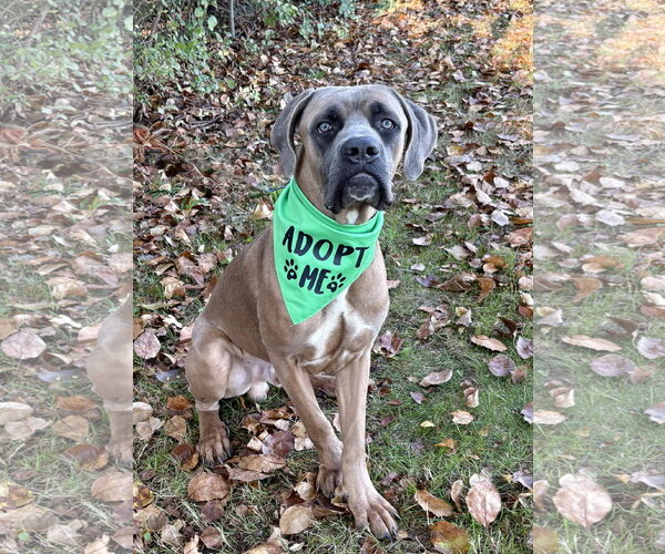 Medium Photo #2 Mastiff-Unknown Mix Puppy For Sale in Spring Lake, NJ, USA