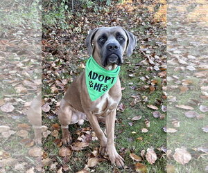 Beamer - Male Mastiff-Unknown Mix Dog for Adoption - Photo #2