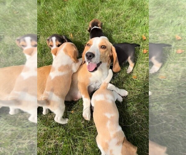 Medium Photo #1 Beagle Puppy For Sale in MINERAL POINT, WI, USA
