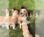Small Photo #1 Beagle Puppy For Sale in MINERAL POINT, WI, USA