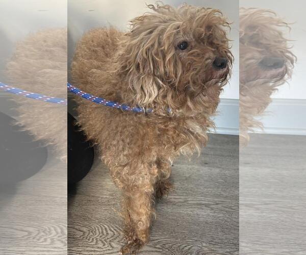 Medium Photo #3 Poodle (Miniature) Puppy For Sale in Westminster, MD, USA