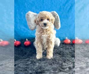 Poochon Puppy for sale in BECKS MILLS, OH, USA