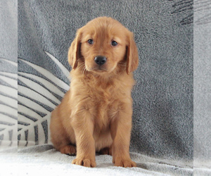 Golden Retriever Puppy for sale in GORDONVILLE, PA, USA