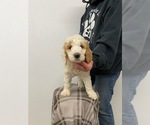 Small Photo #5 Poodle (Standard) Puppy For Sale in MOORES HILL, IN, USA