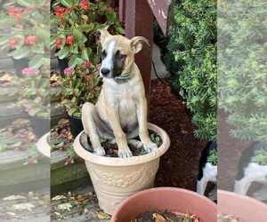 German Shepherd Dog-Unknown Mix Dogs for adoption in Aurora, IN, USA