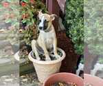 Small German Shepherd Dog Mix