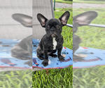Small Photo #5 French Bulldog Puppy For Sale in Weston, FL, USA