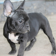 French Bulldog Puppy for sale in EMMAUS, PA, USA