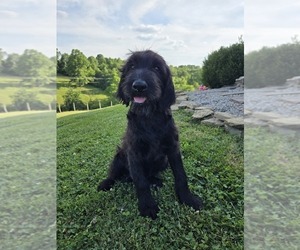 Labradoodle Puppy for sale in WILLIAMSTOWN, KY, USA