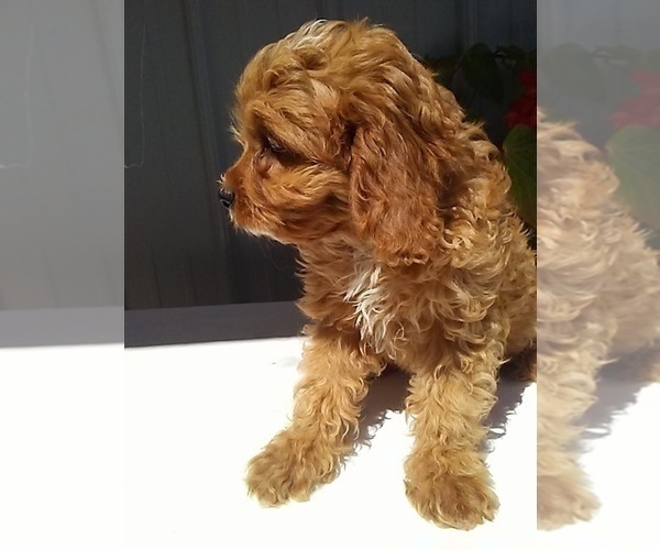 Medium Photo #4 Cavapoo Puppy For Sale in FREDERICKSBURG, OH, USA