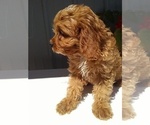 Small Photo #4 Cavapoo Puppy For Sale in FREDERICKSBURG, OH, USA