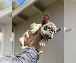 Small Photo #4 French Bulldog Puppy For Sale in LAS VEGAS, NV, USA
