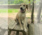 Small #2 Coonhound Mix